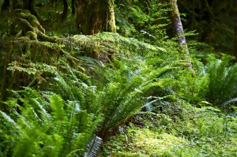 Aménagement paysager et location benne déchets verts à Aix en Provence