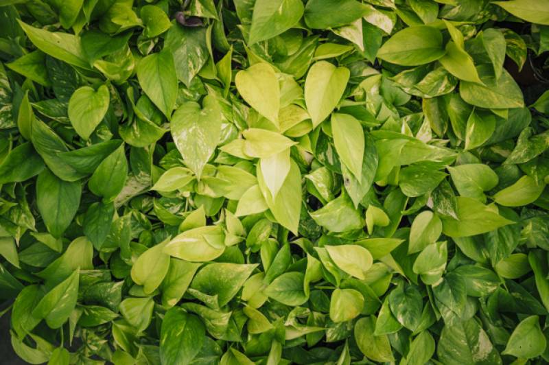 Demande de devis pour la pose d'une benne déchets verts sur Aix en Provence